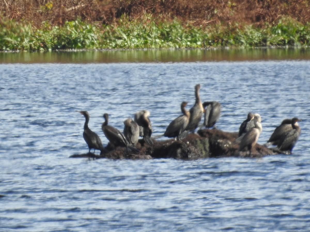 Double-crested Cormorant - ML646084803