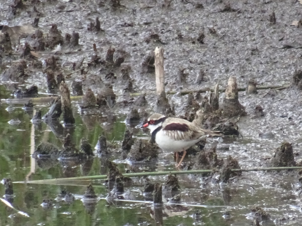 Black-fronted Dotterel - ML646084804