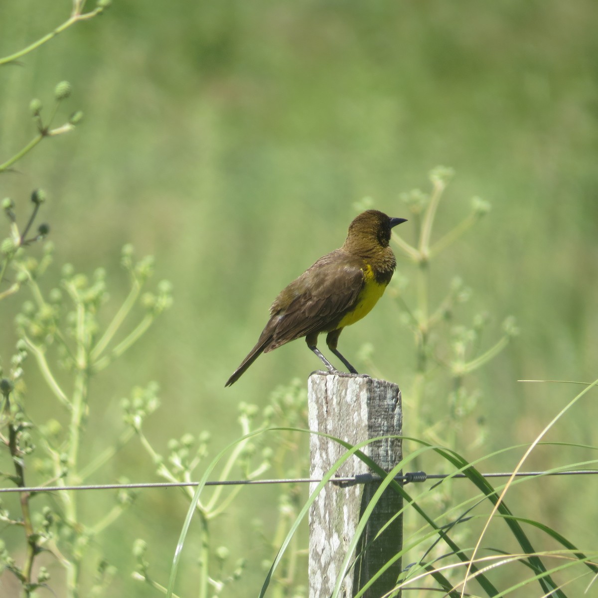 Brown-and-yellow Marshbird - ML646084806