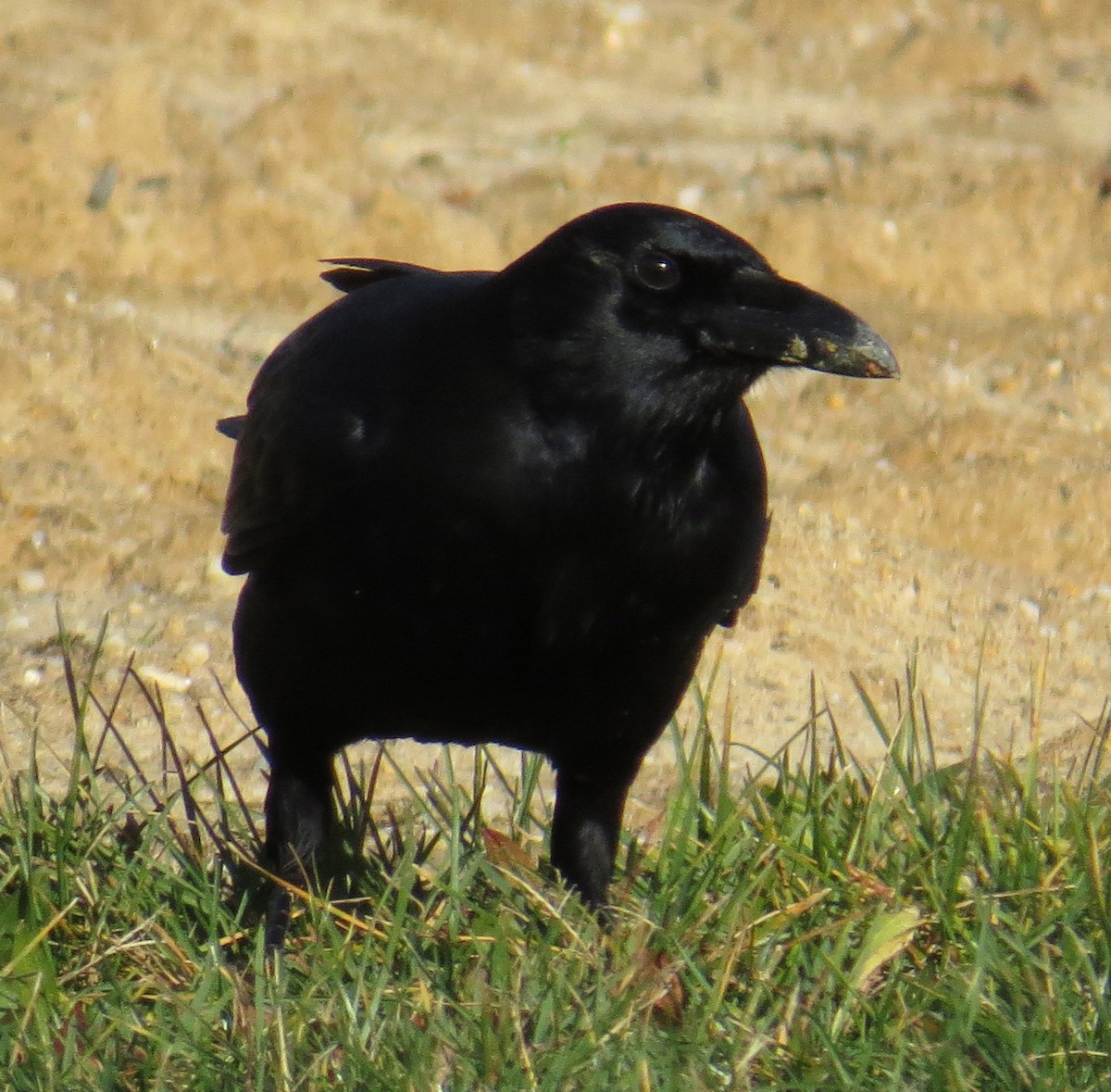 American Crow - ML646084813
