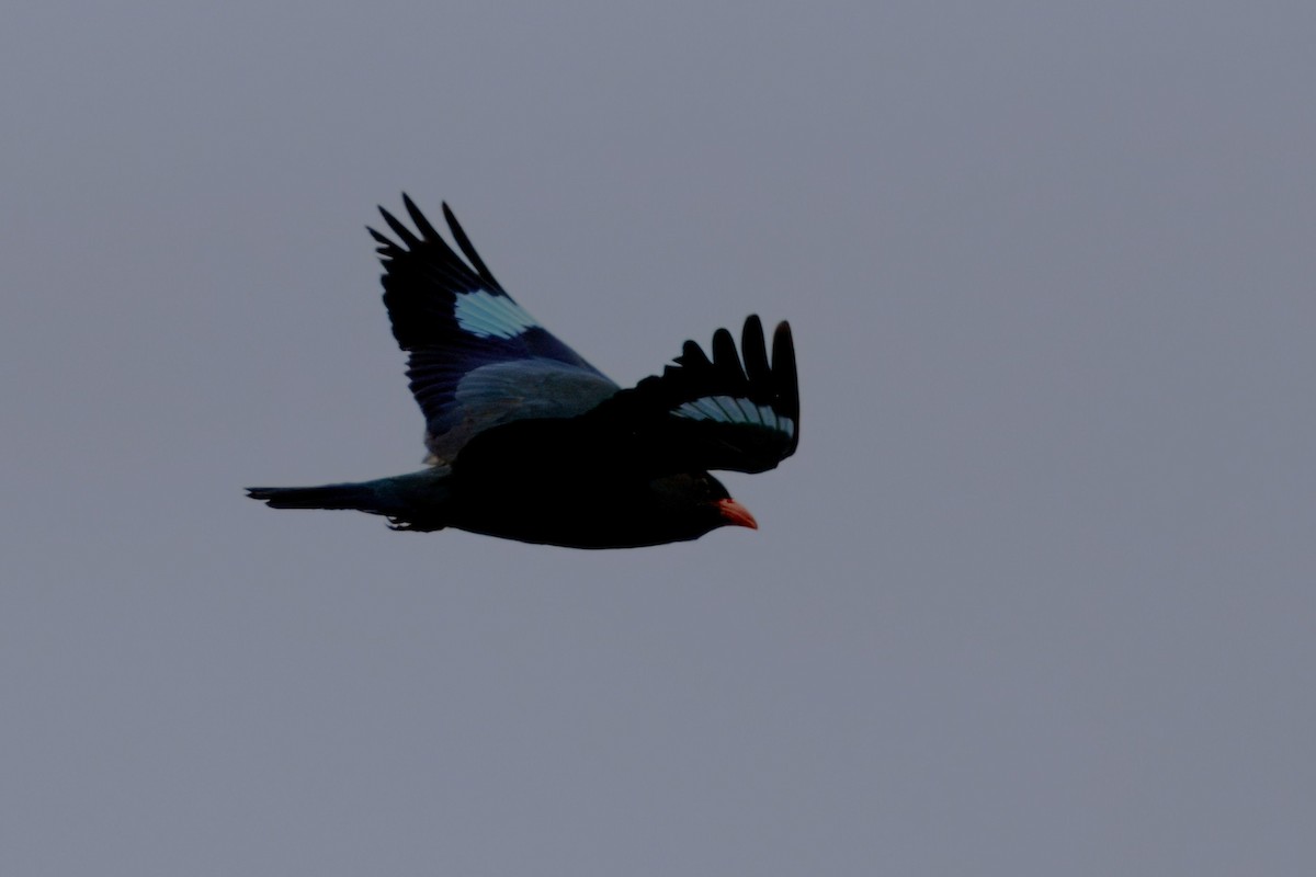 Dollarbird - ML646084814