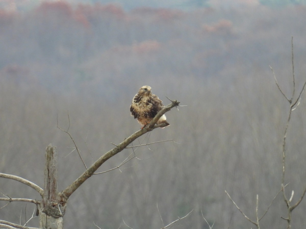 Rough-legged Hawk - ML646084817
