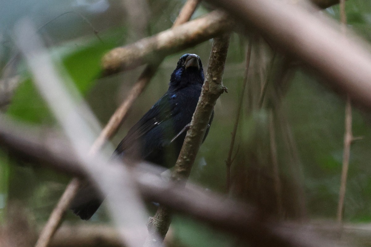 Blue Bunting (West Mexico) - ML646084819