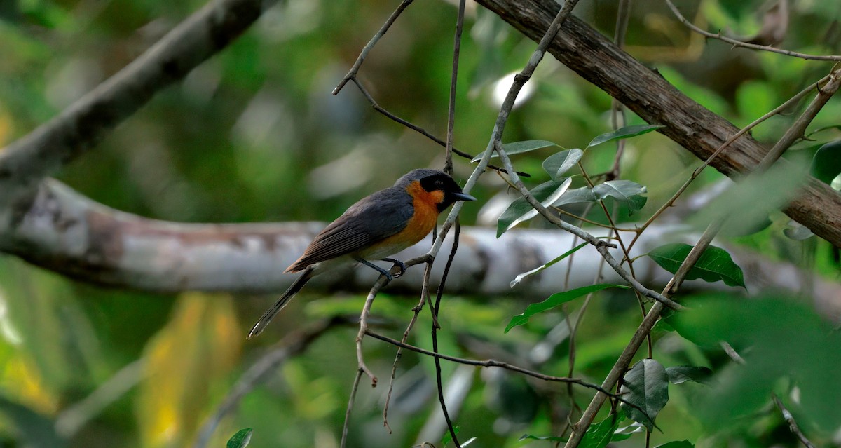 Australian Spectacled Monarch - ML646084820