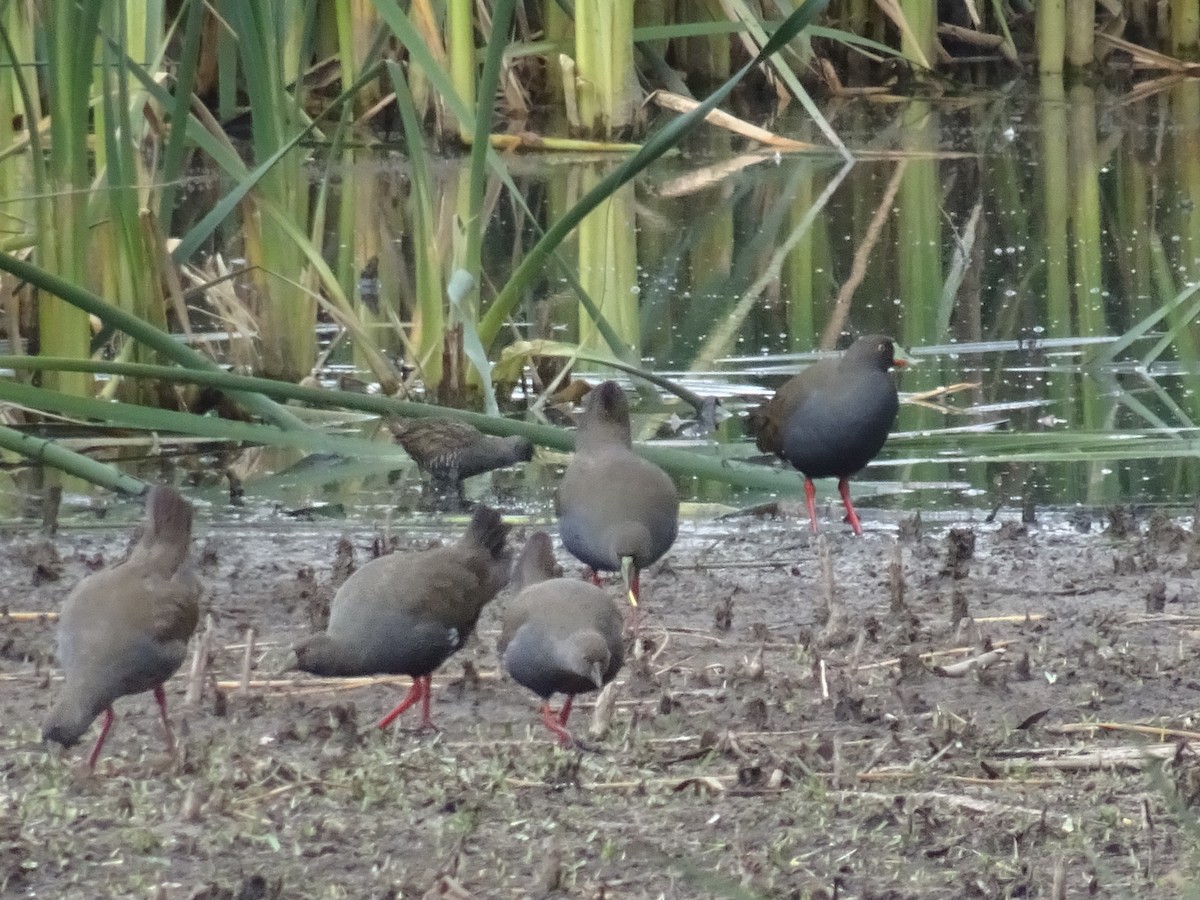 Black-tailed Nativehen - ML646084821