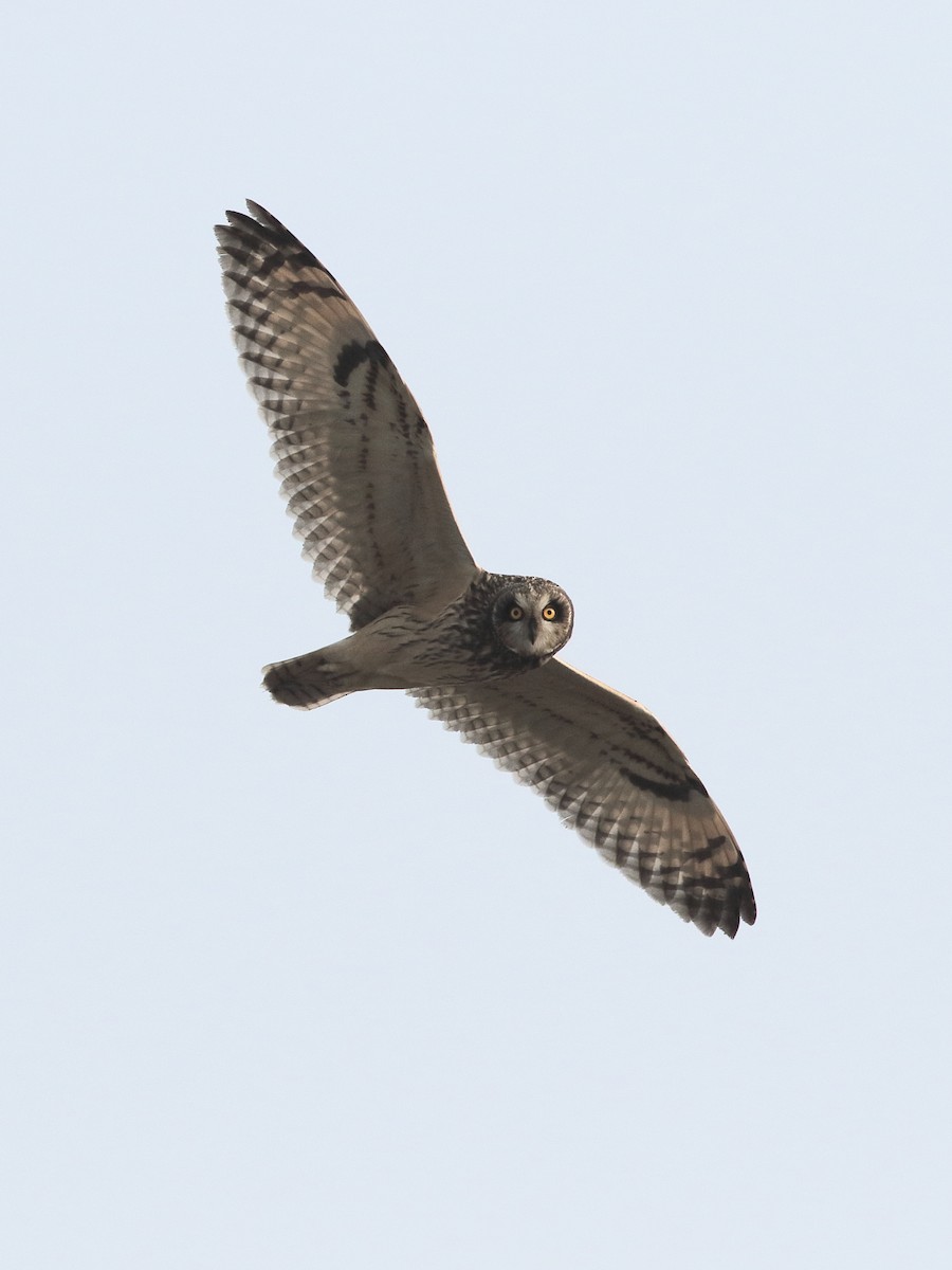 ינשוף שדות - ML646084822