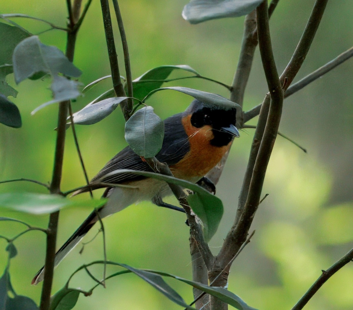 Australian Spectacled Monarch - ML646084823