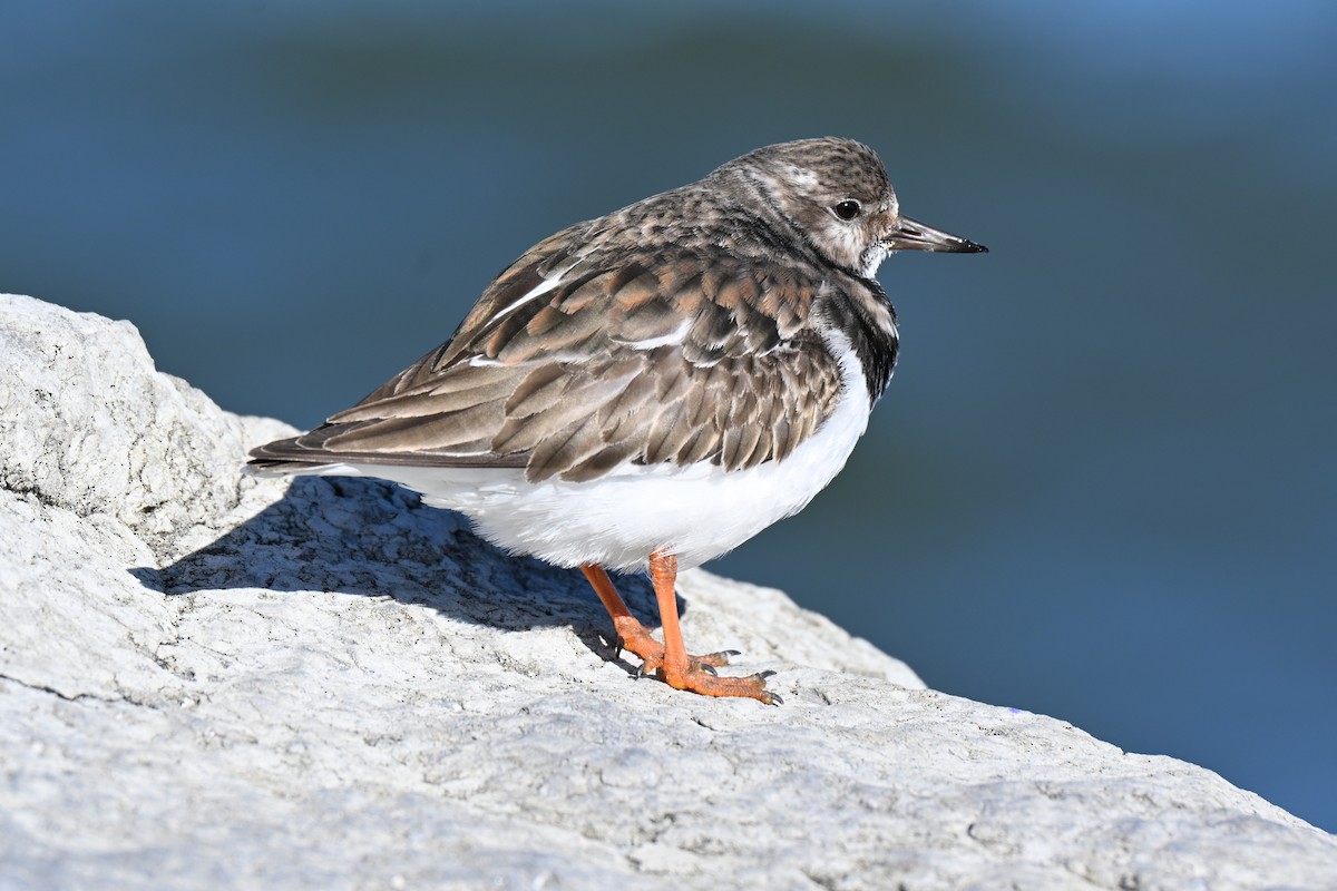 Ruddy Turnstone - ML646084827