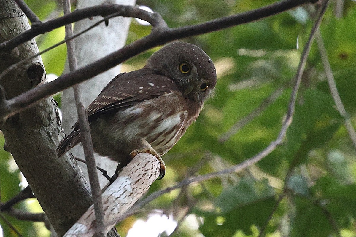 Colima Pygmy-Owl - ML646084829