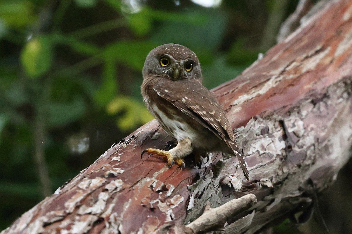 Colima Pygmy-Owl - ML646084830