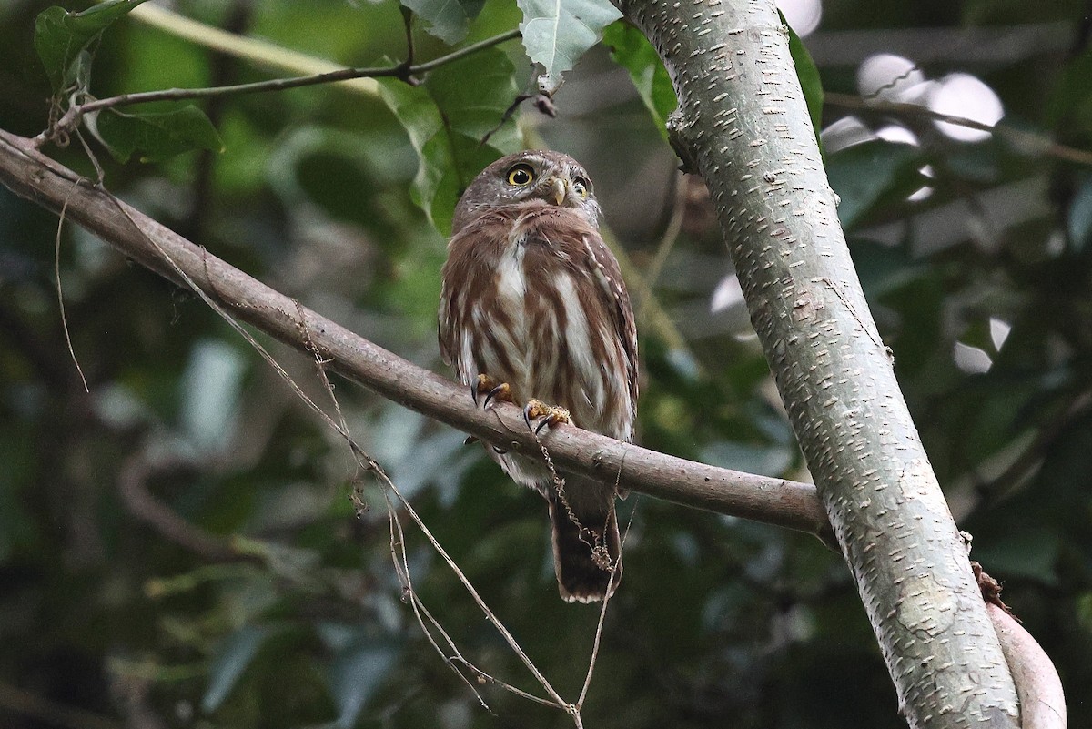 Colima Pygmy-Owl - ML646084831
