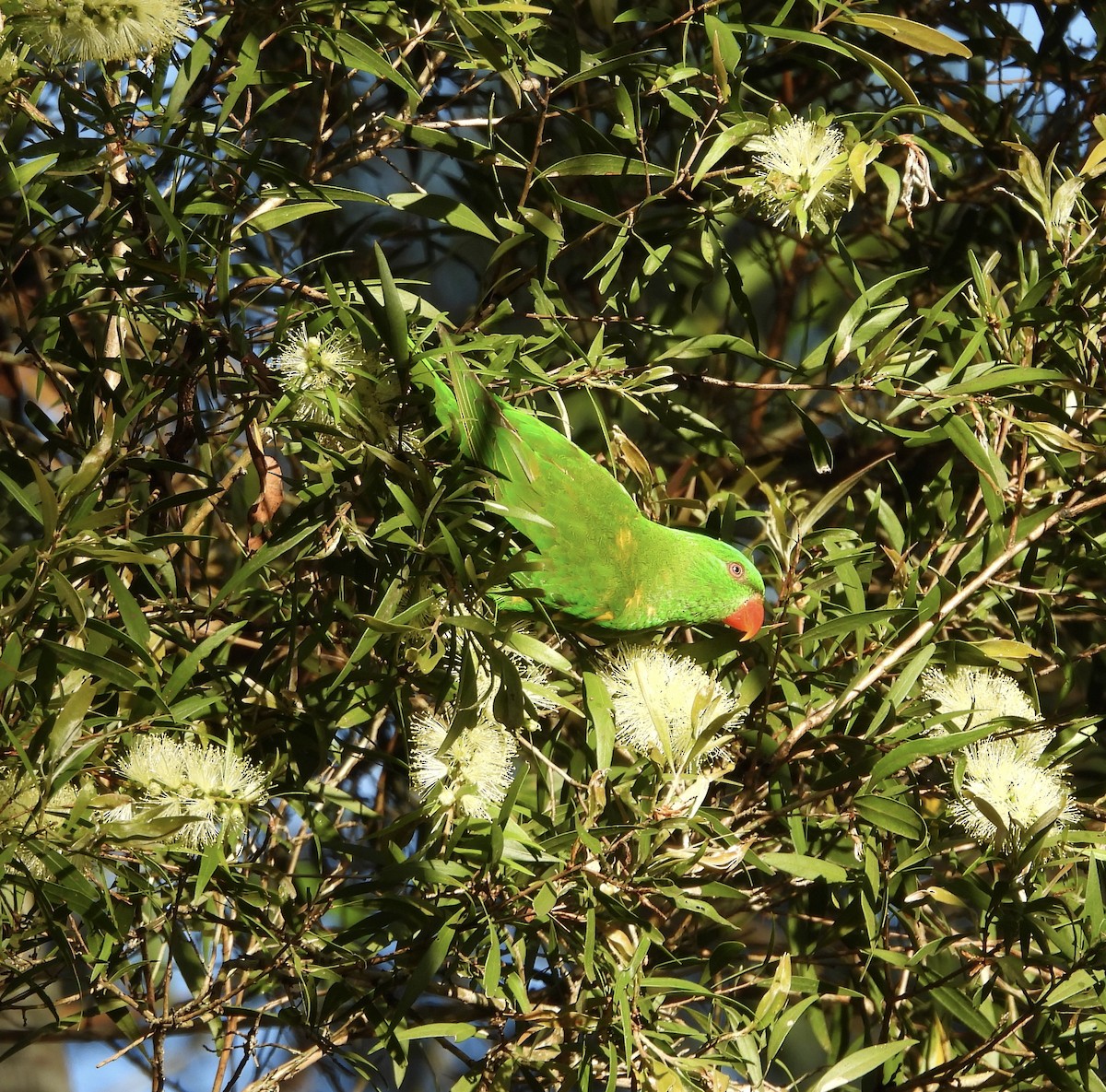 Scaly-breasted Lorikeet - ML646084832