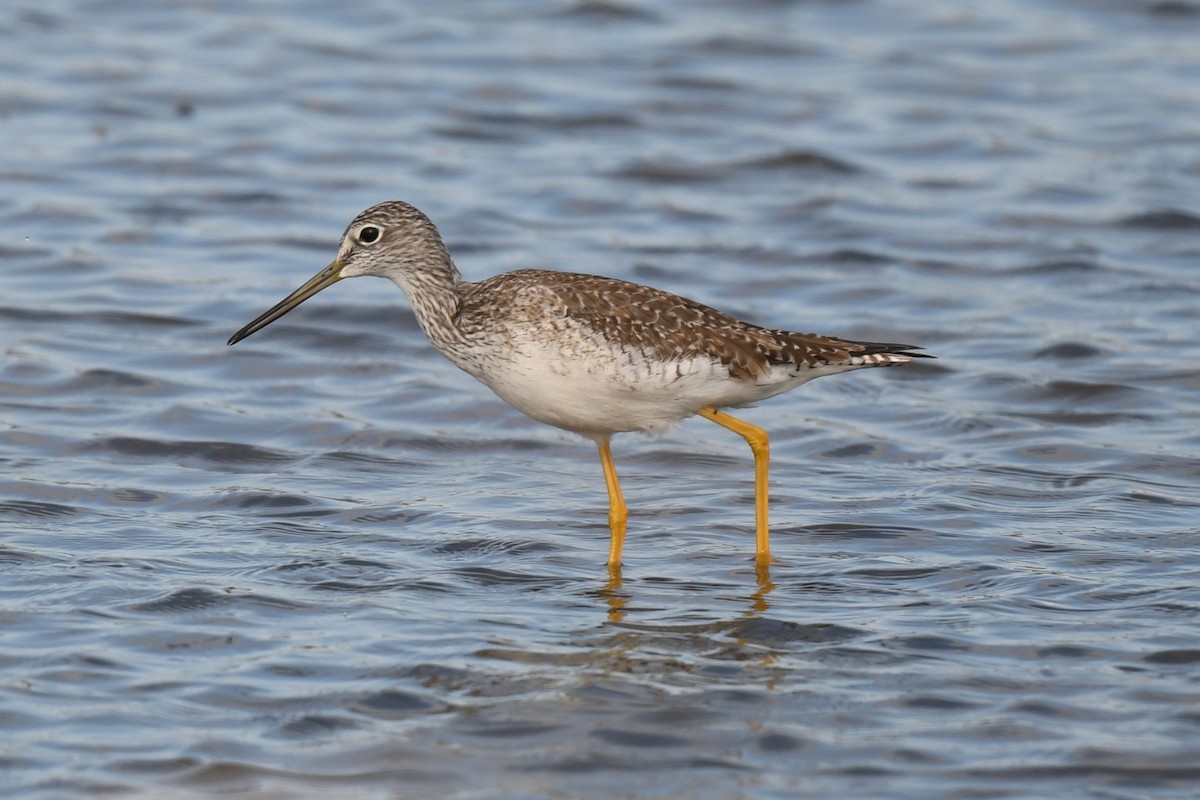 Greater Yellowlegs - ML646084835