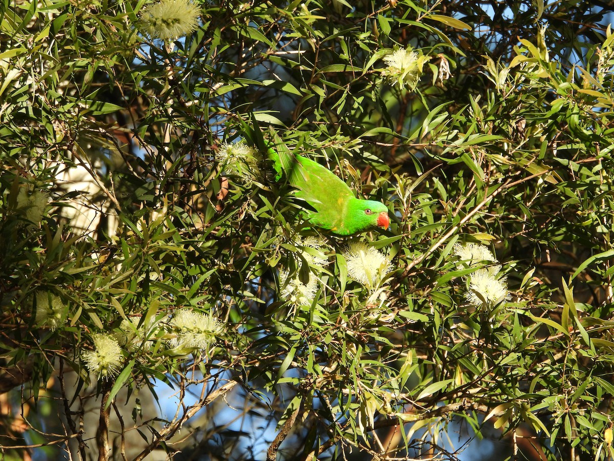 Scaly-breasted Lorikeet - ML646084837