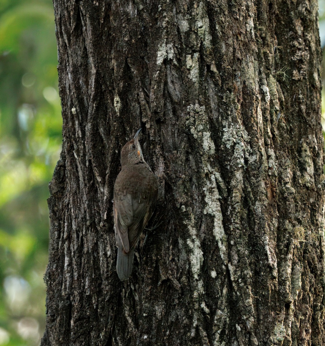 White-throated Treecreeper - ML646084839