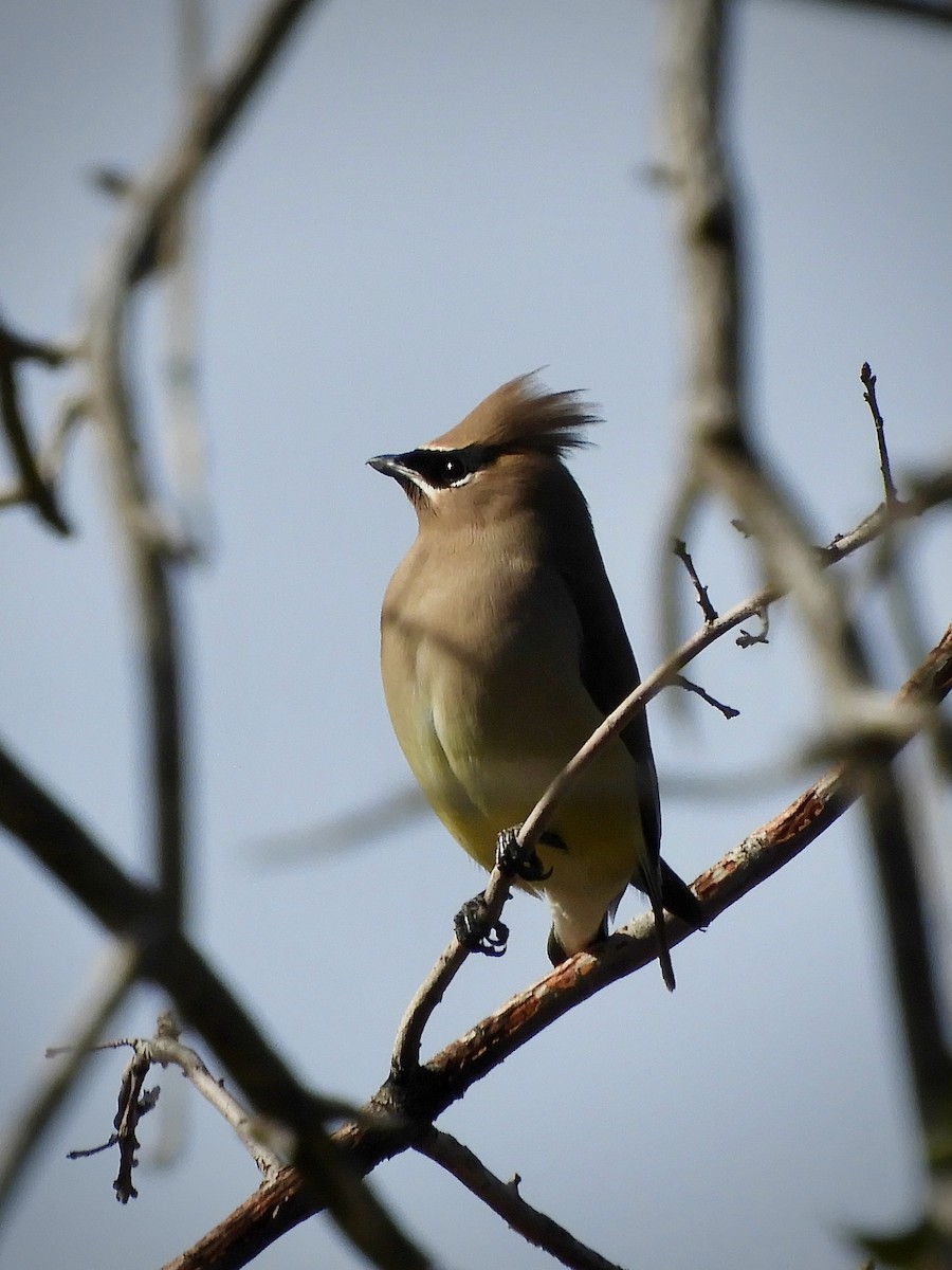 Cedar Waxwing - ML646084840