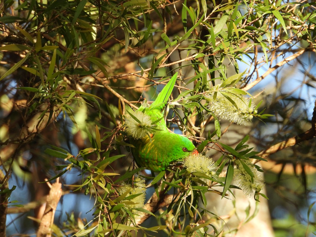 Scaly-breasted Lorikeet - ML646084845