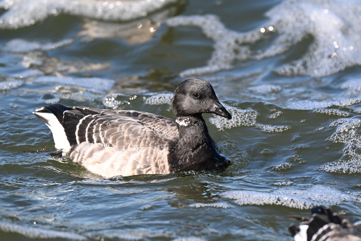 Brant - ML646084849