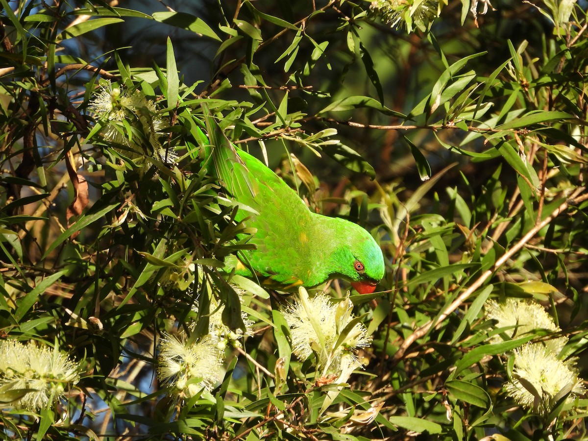 Scaly-breasted Lorikeet - ML646084851