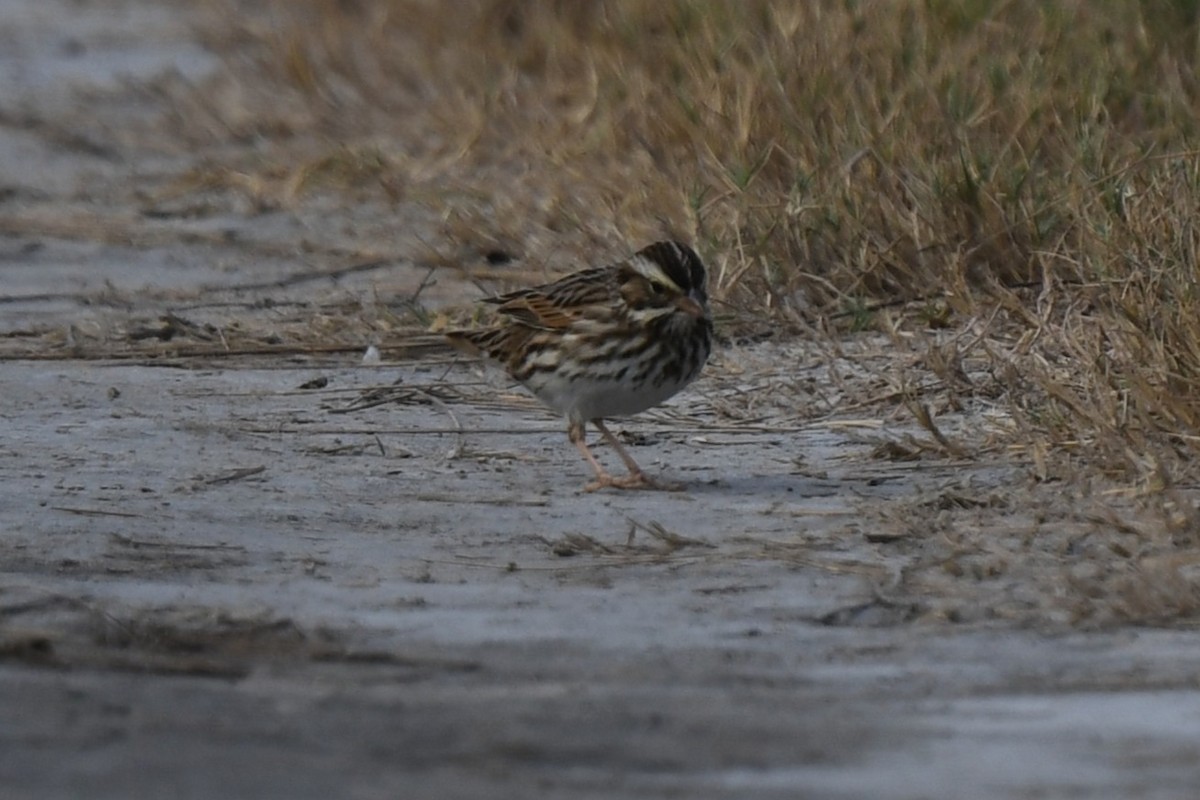 Savannah Sparrow - ML646084857