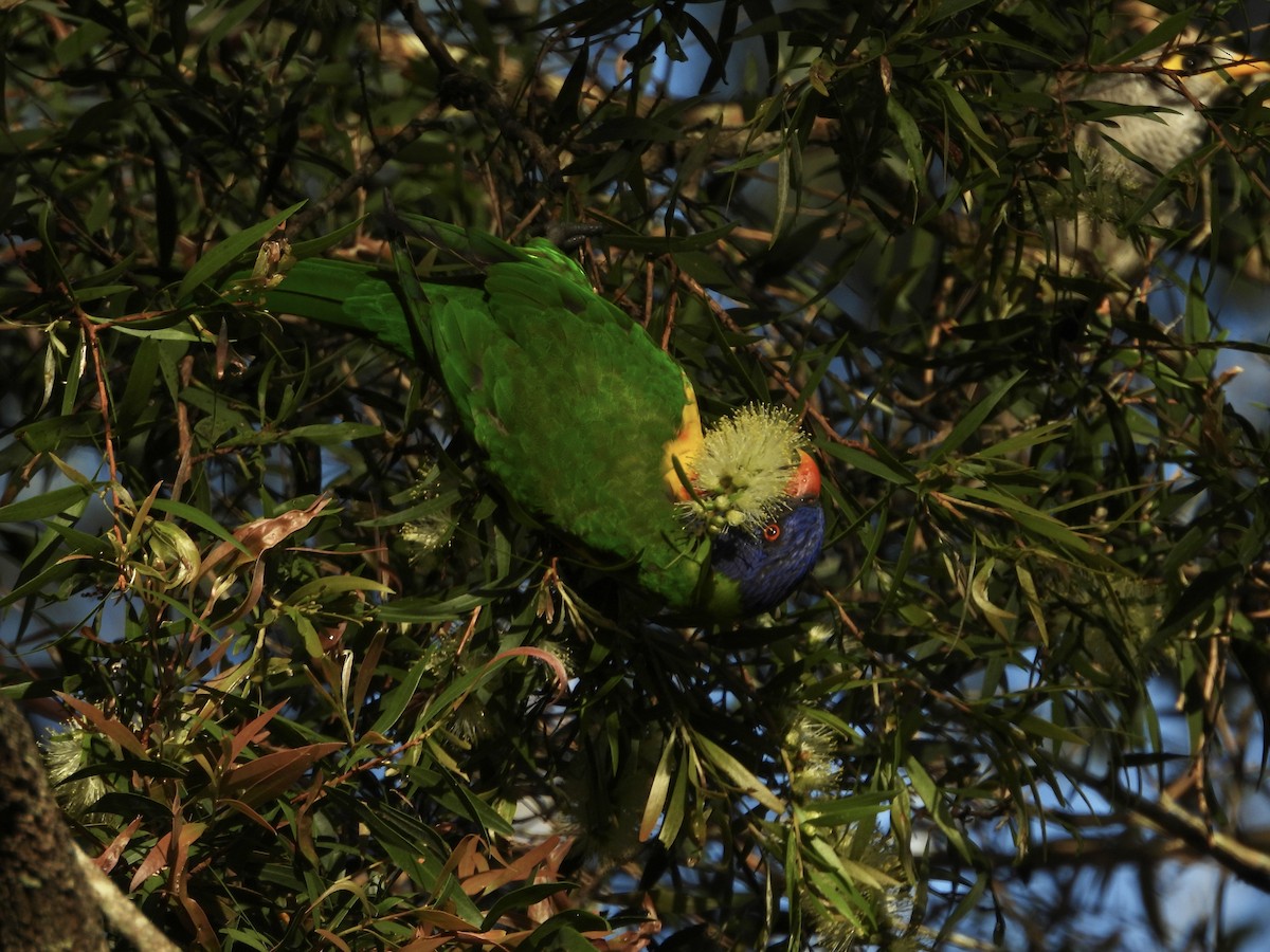 Rainbow Lorikeet - ML646084858
