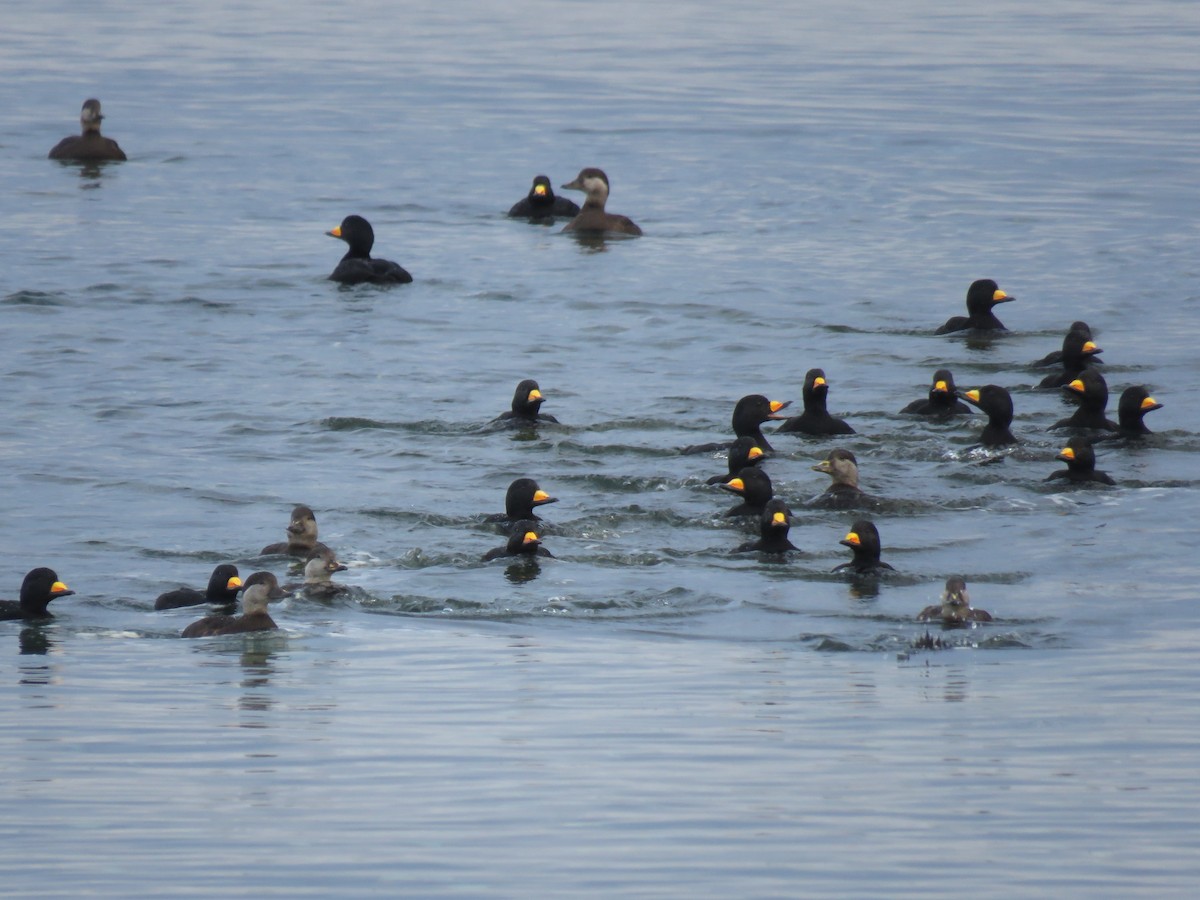 turpan žlutozobý - ML646084860