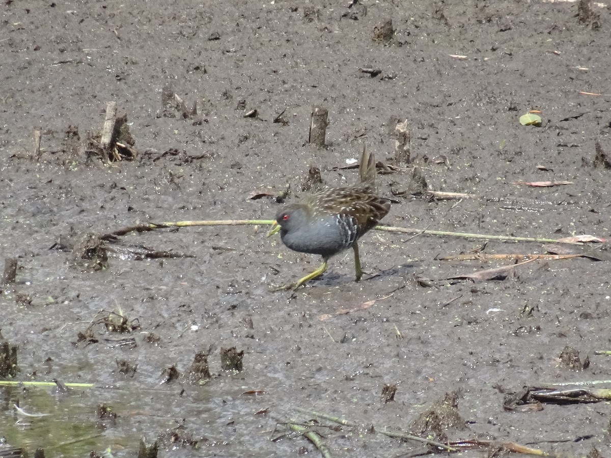 Australian Crake - ML646084867