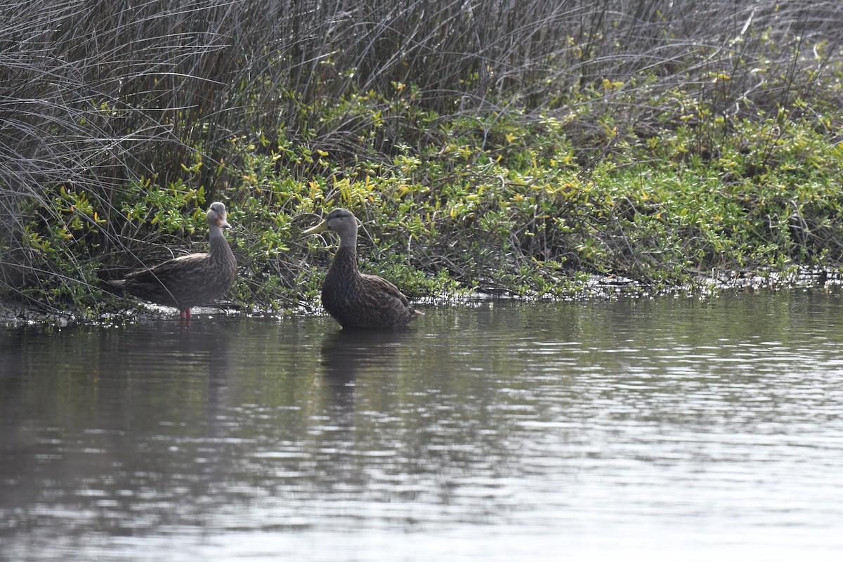 Mottled Duck - ML646084869
