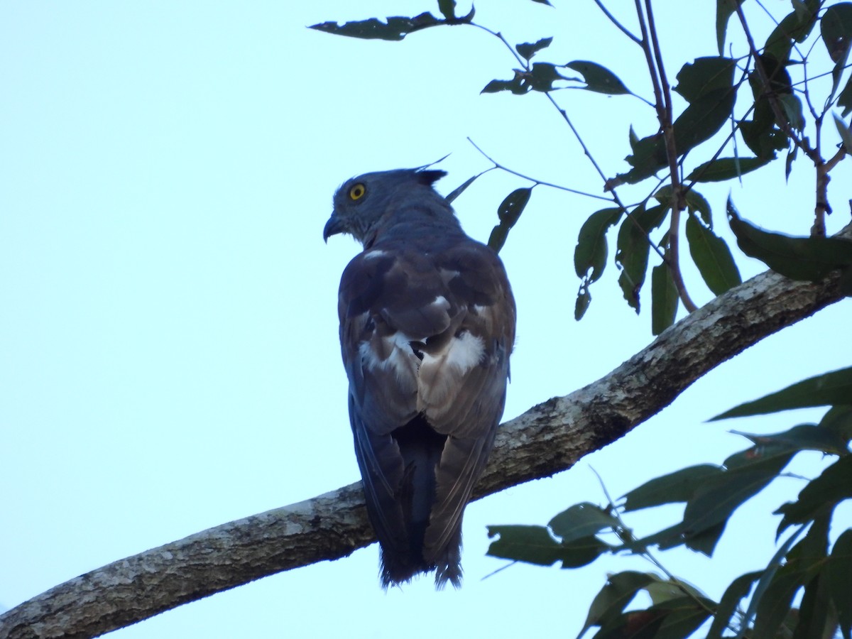 Pacific Baza - ML646084878