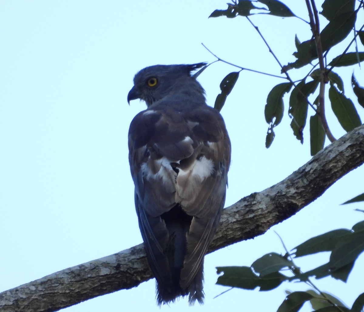 Pacific Baza - ML646084879