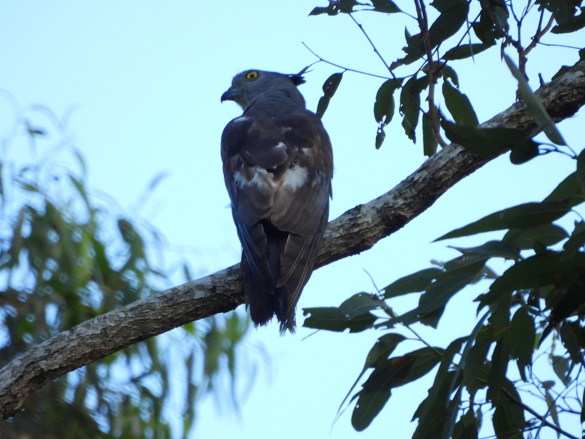 Pacific Baza - ML646084880