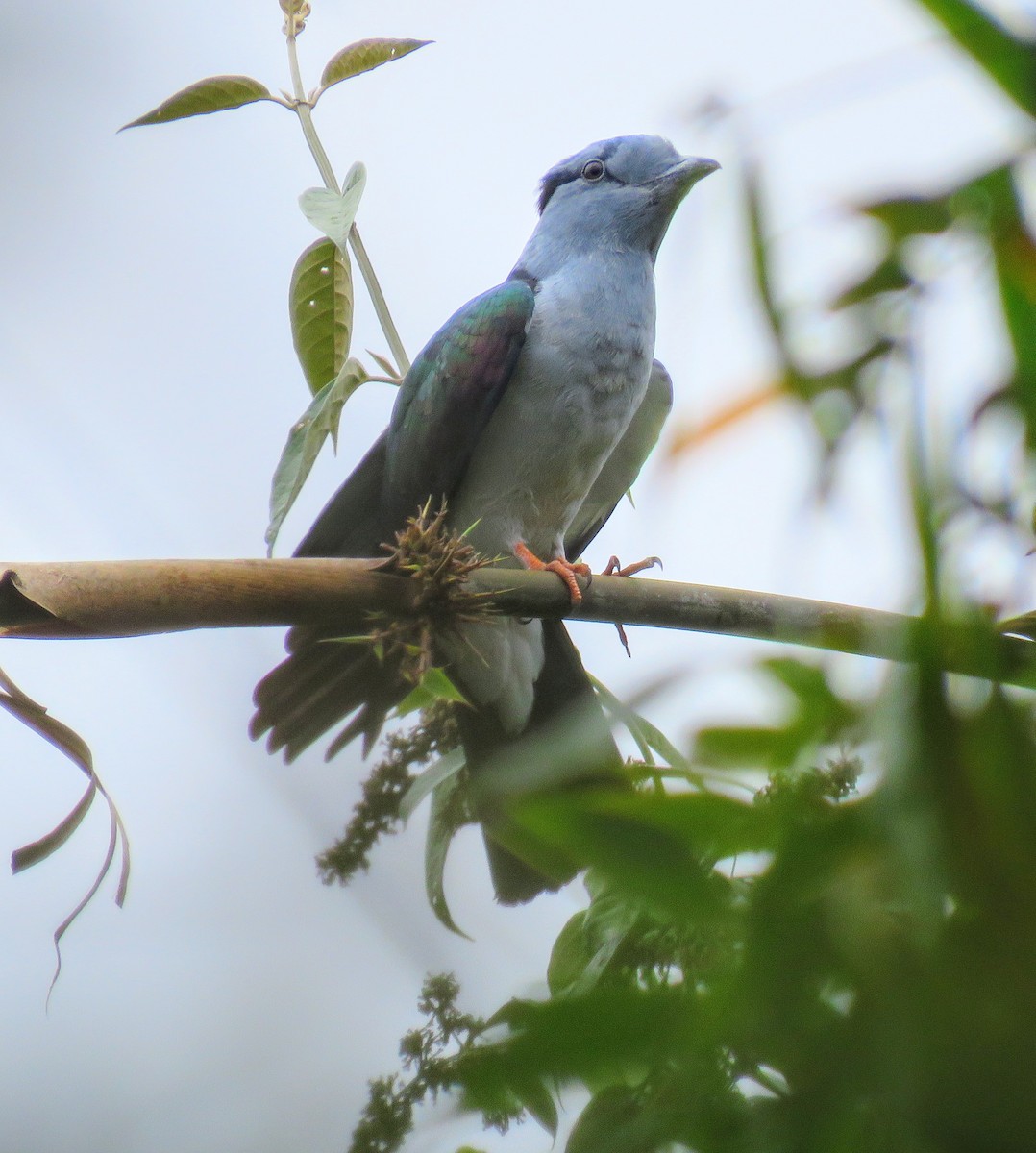 Cuckoo-roller - ML646084882