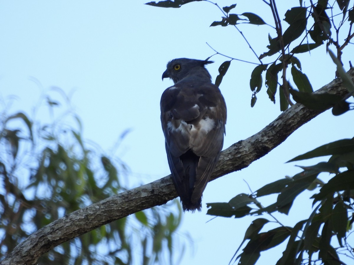 Pacific Baza - ML646084883
