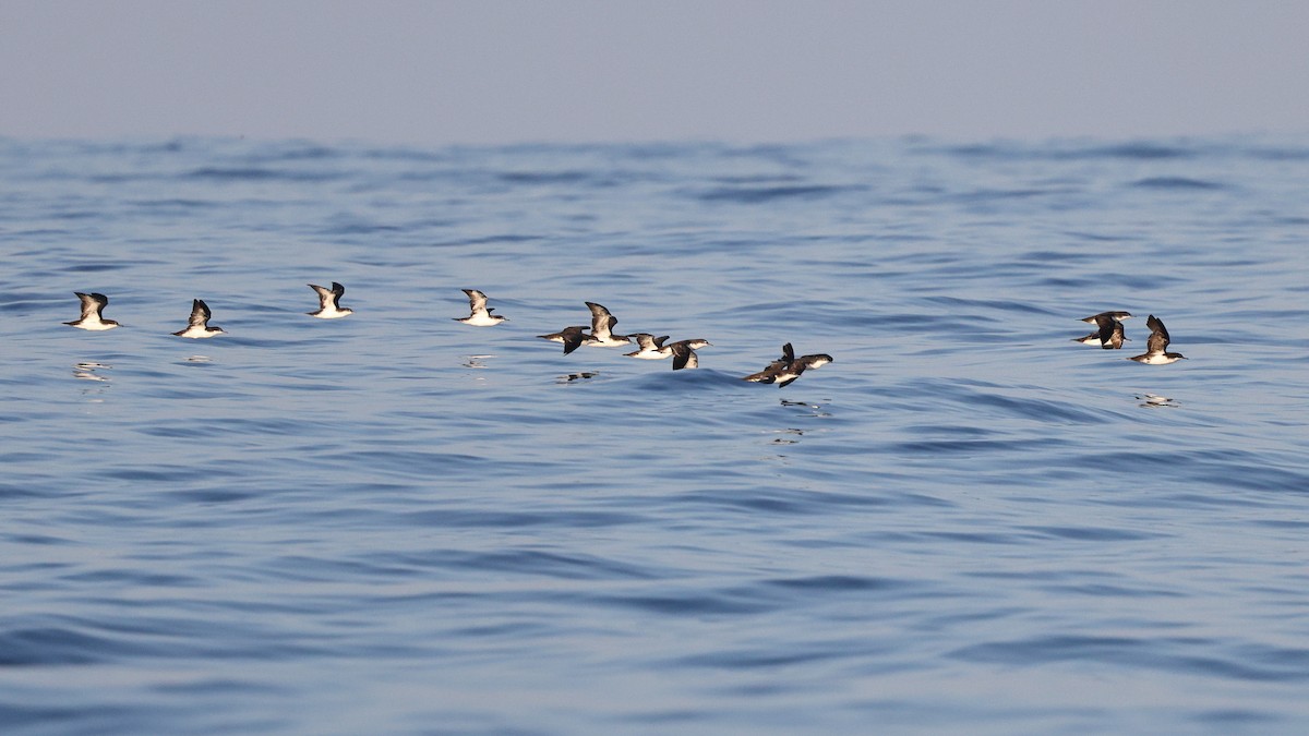 Galapagos Shearwater - ML646084884