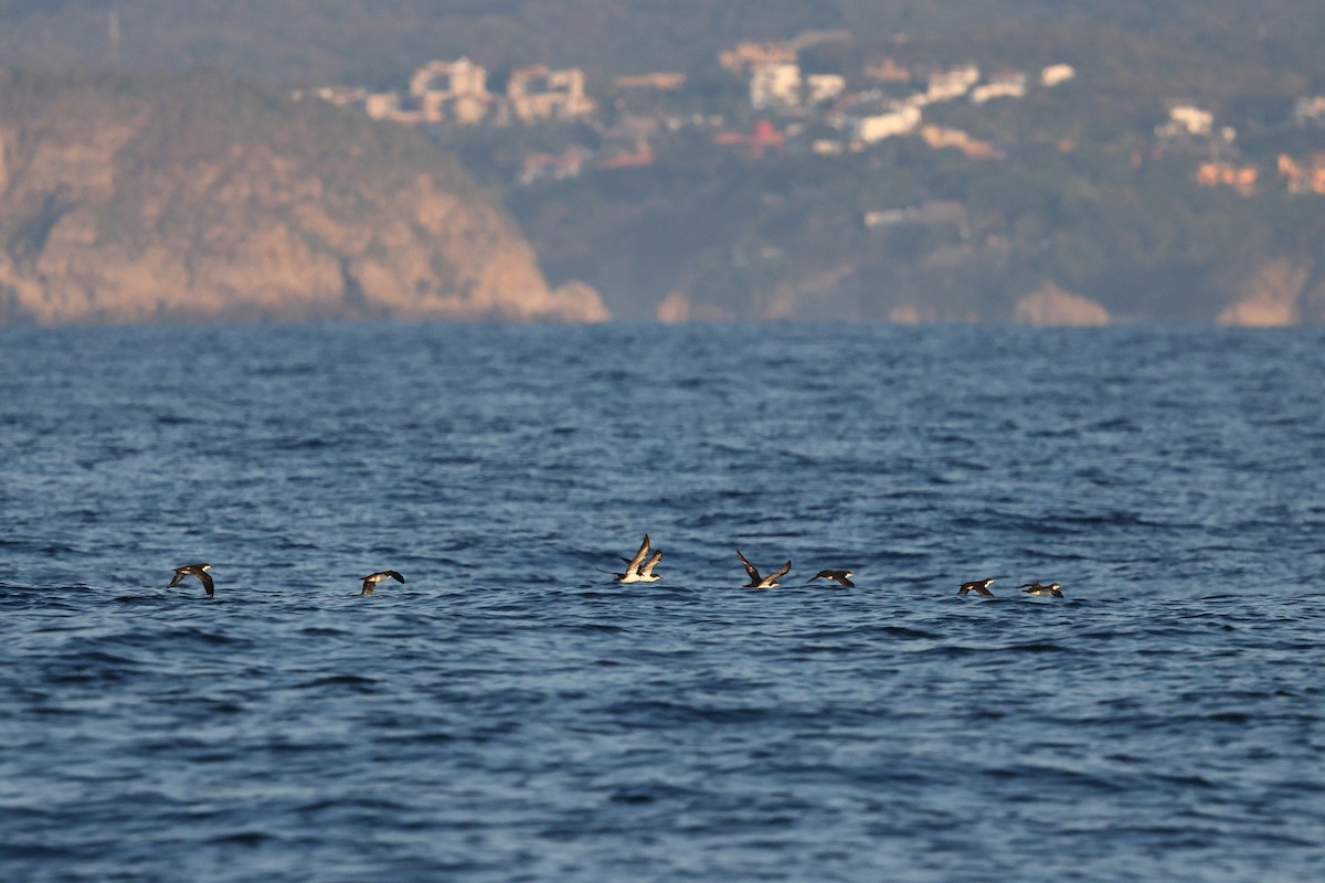 Galapagos Shearwater - ML646084885