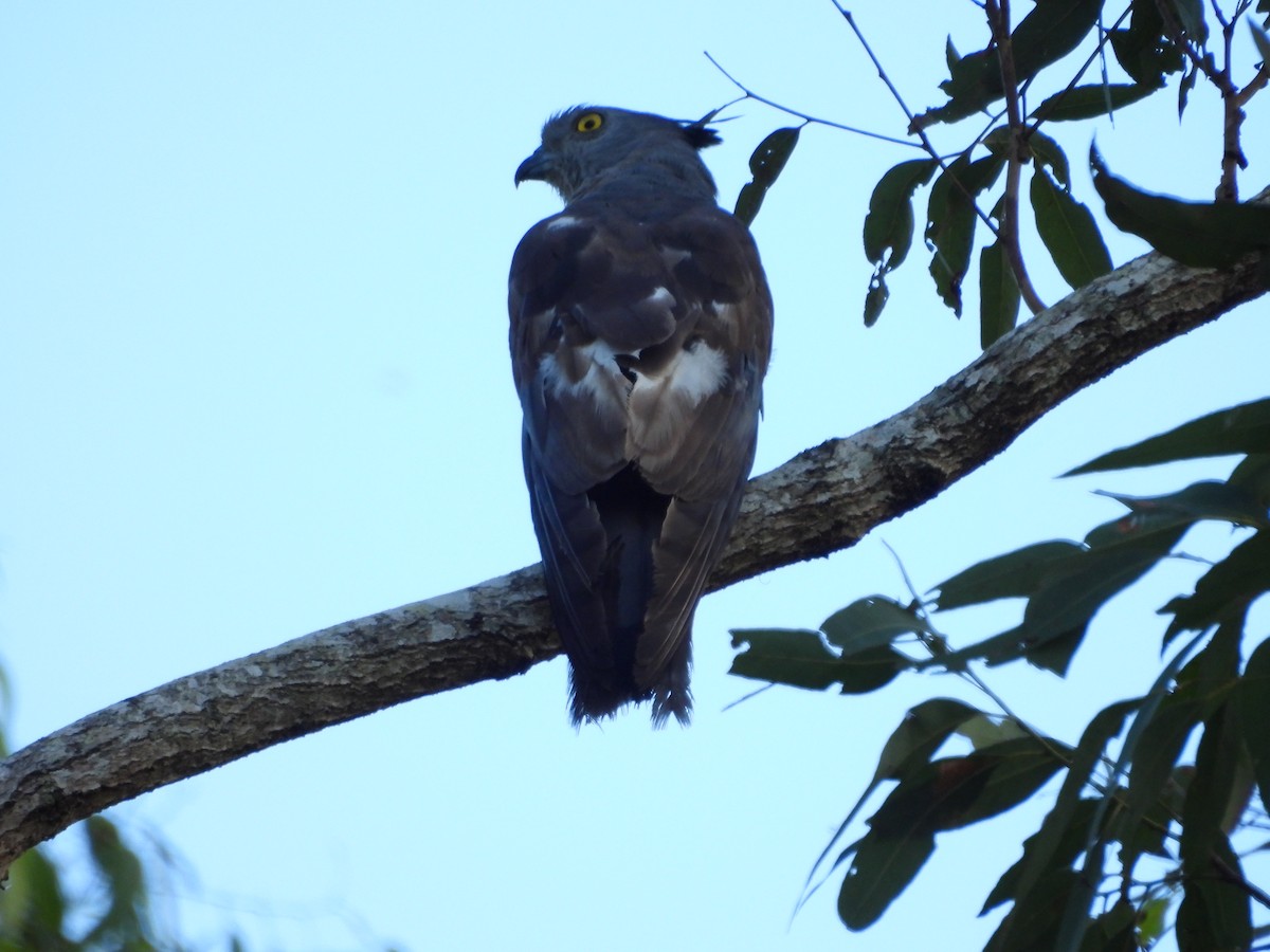 Pacific Baza - ML646084886