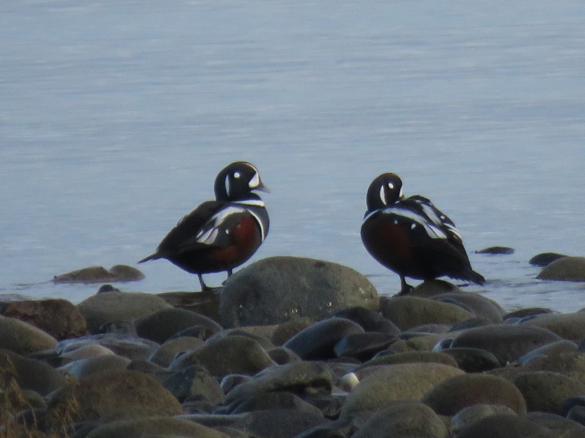 Harlequin Duck - ML646084887
