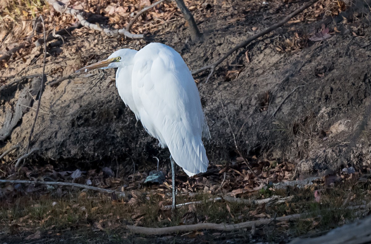 Great Egret - ML646084890
