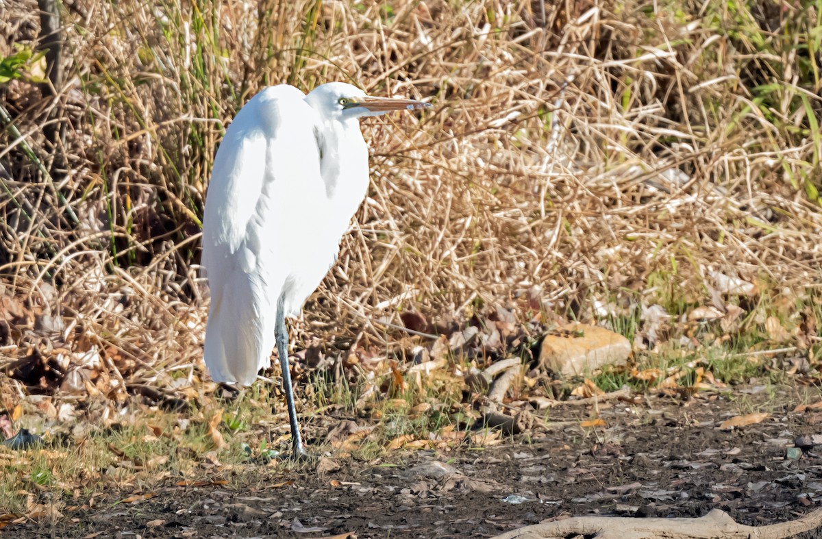 Great Egret - ML646084891
