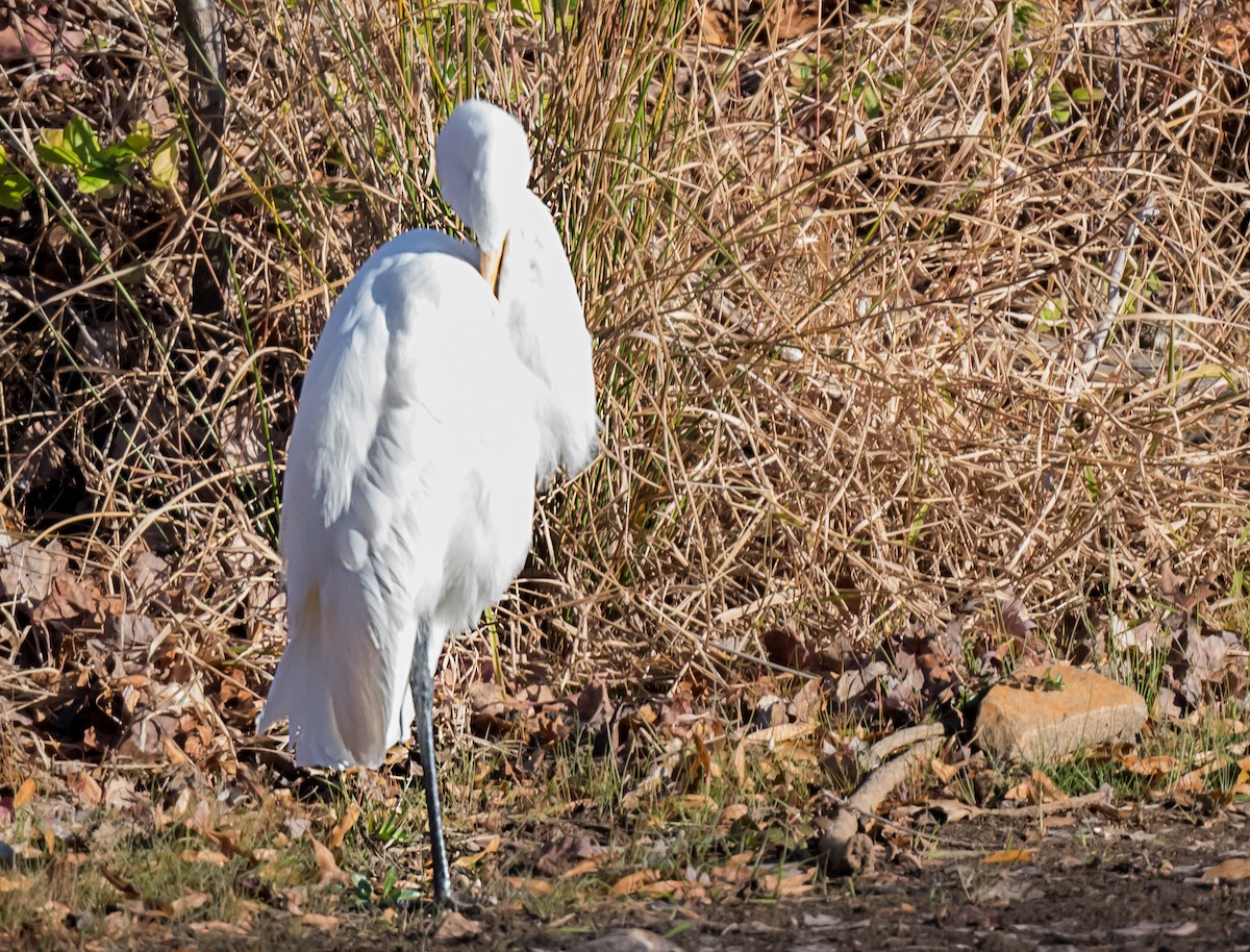 Great Egret - ML646084892