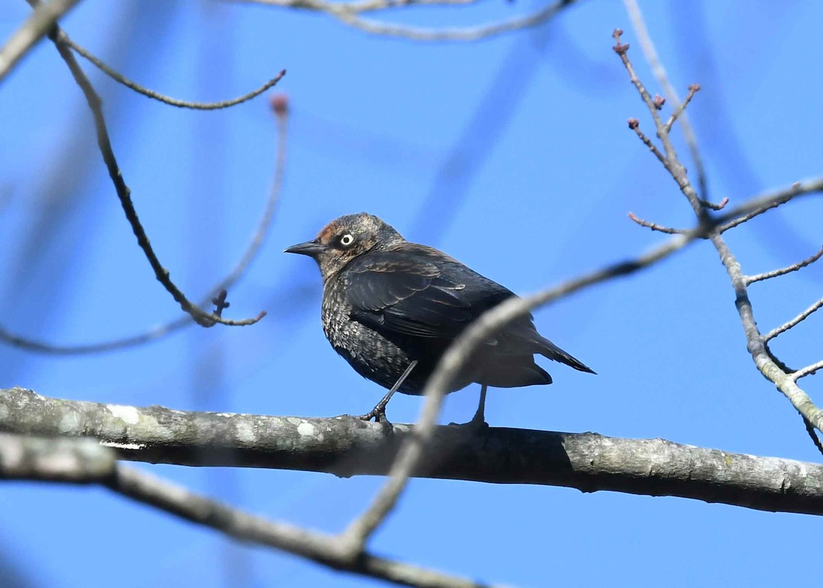 Rusty Blackbird - ML646084893