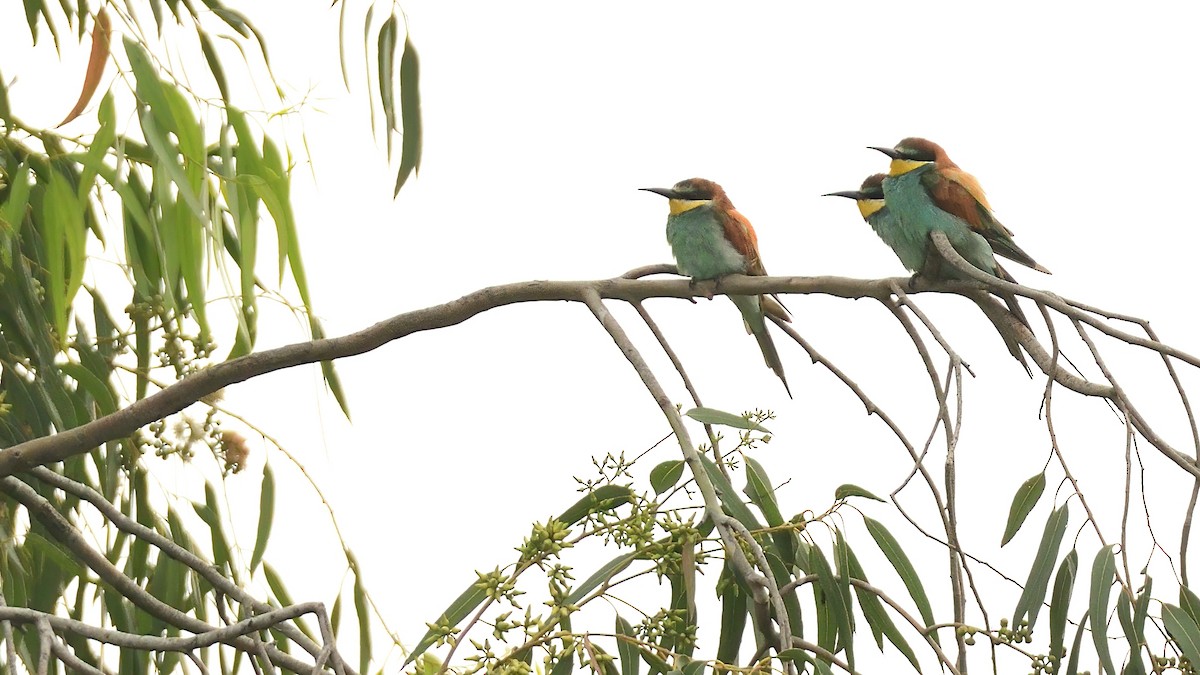 Шарга зөгийч - ML646084898