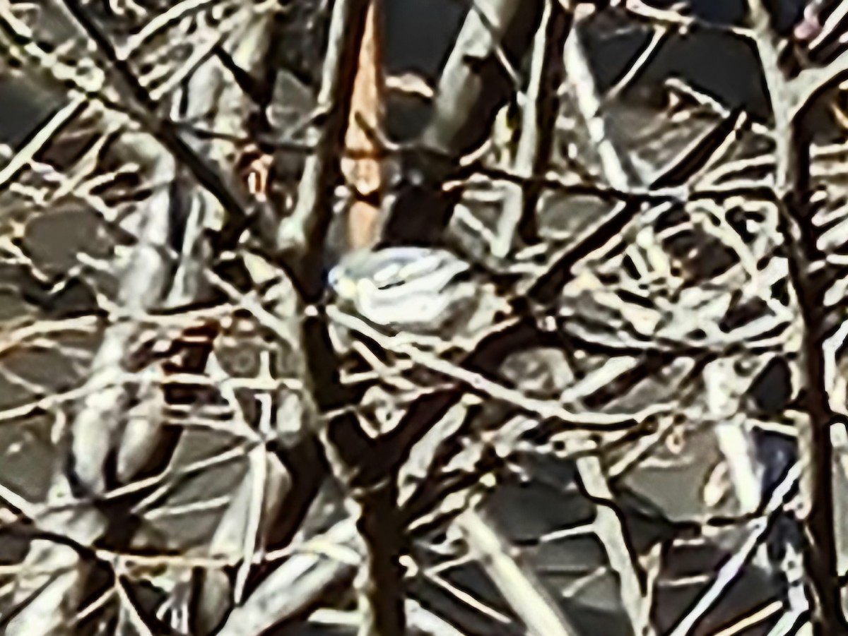 Yellow-throated Warbler - ML646084899