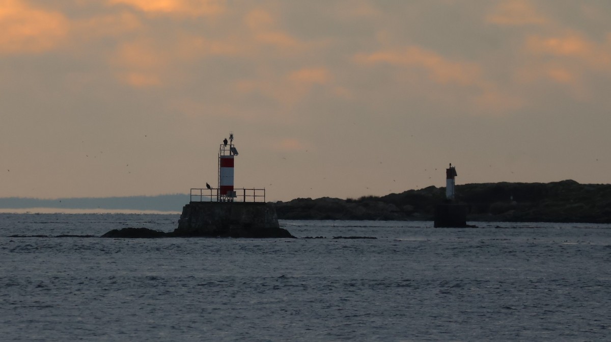 Bald Eagle - ML646084904