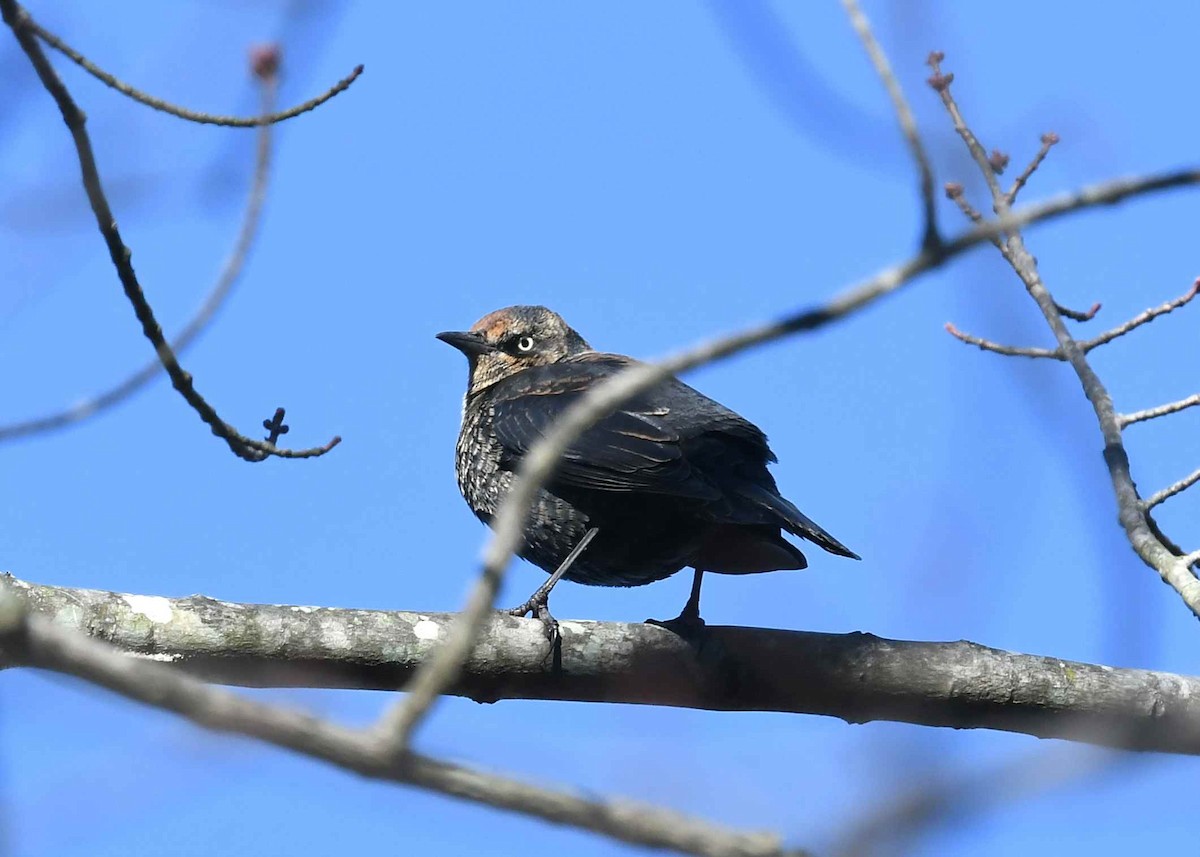 Rusty Blackbird - ML646084905
