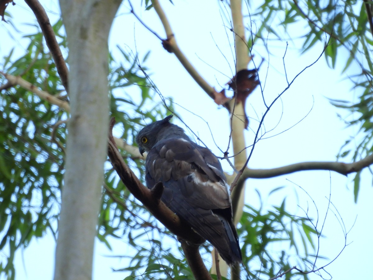 Pacific Baza - ML646084906