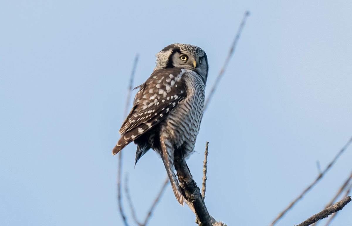 Northern Hawk Owl - ML646084909
