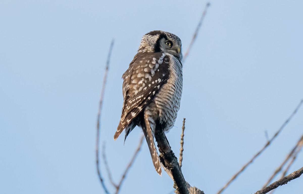 Northern Hawk Owl - ML646084910