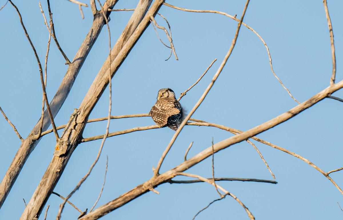 Northern Hawk Owl - ML646084911
