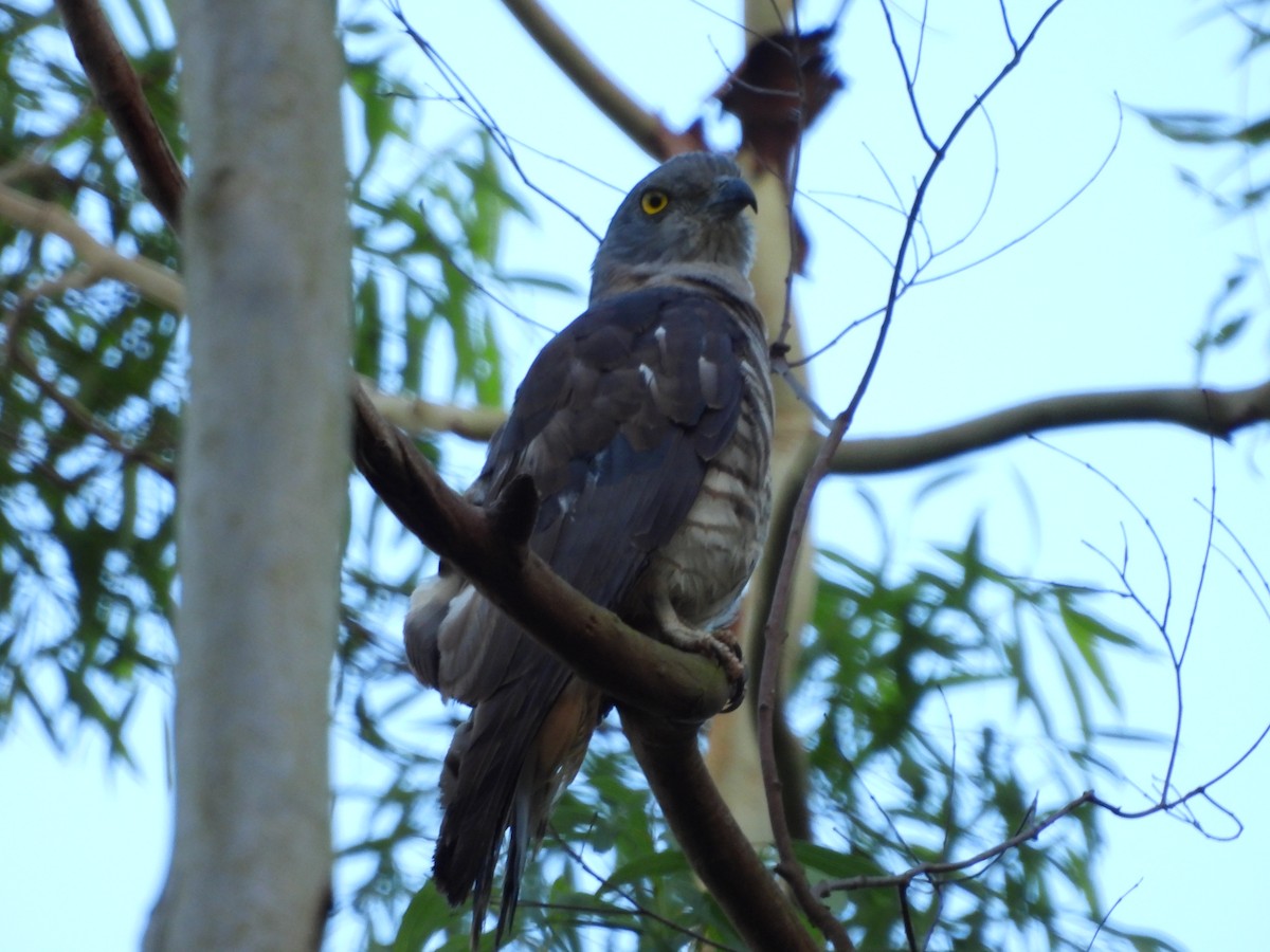 Pacific Baza - ML646084913